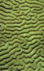 Close up of coral. 60mm. by Derek Haslam 